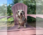 Small #5 Dachshund