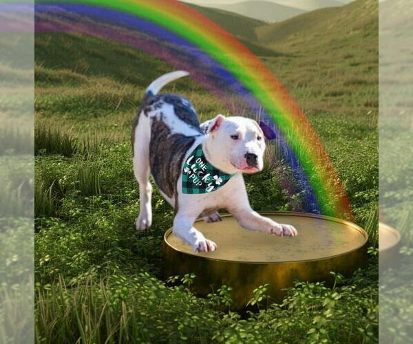 Medium Photo #14 American Pit Bull Terrier-Unknown Mix Puppy For Sale in Germantown, OH, USA