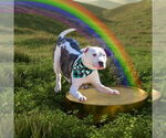 Small #13 American Pit Bull Terrier Mix