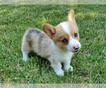 Small Photo #1 Pembroke Welsh Corgi Puppy For Sale in CLARK, MO, USA