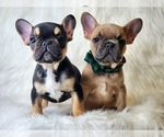 Small Photo #6 French Bulldog Puppy For Sale in CRANSTON, RI, USA