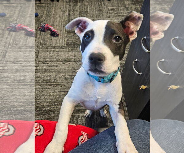 Medium Photo #39 American Pit Bull Terrier Puppy For Sale in Germantown, OH, USA