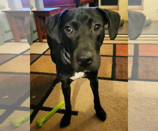 Medium Photo #4 Labrador Retriever-Unknown Mix Puppy For Sale in Bellevue, WA, USA