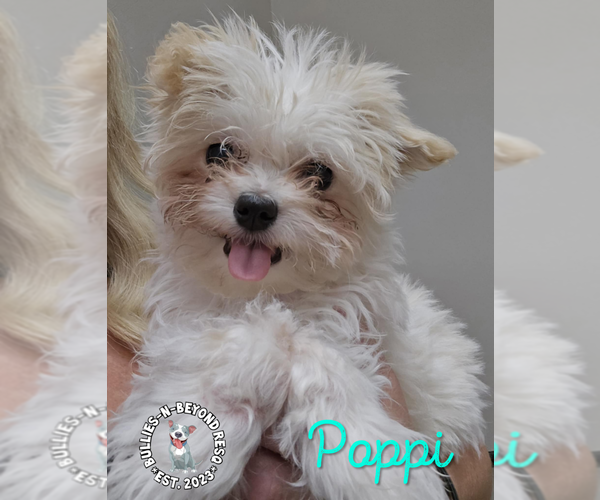 Medium Photo #1 Maltese-Unknown Mix Puppy For Sale in Omaha, NE, USA