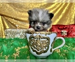 Small Photo #25 Pomeranian Puppy For Sale in HAYWARD, CA, USA