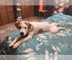 Small #1 Boxer Mix