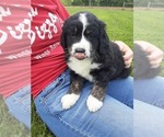 Small #8 Bernese Mountain Dog-Goldendoodle Mix