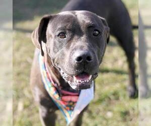 Mastiff-Unknown Mix Dogs for adoption in San Antonio, TX, USA