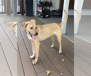 Black Mouth Cur Dogs for adoption in Euless, TX, USA