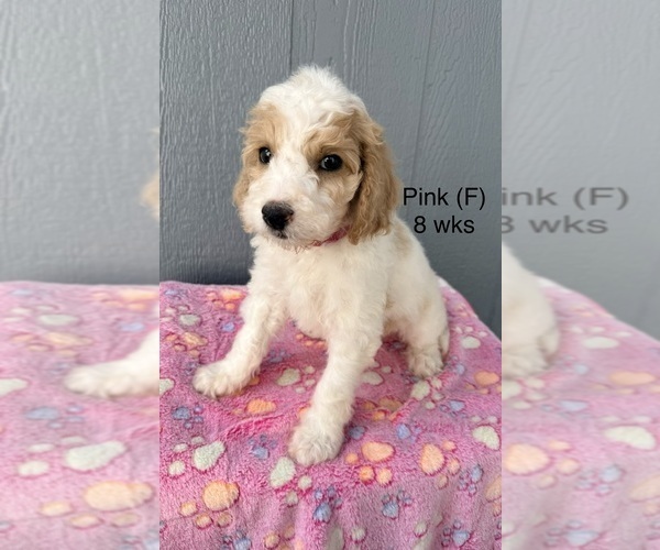 Medium Photo #28 Goldendoodle (Miniature) Puppy For Sale in ELBERT, CO, USA