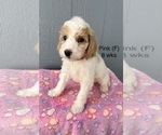 Small #27 Goldendoodle (Miniature)