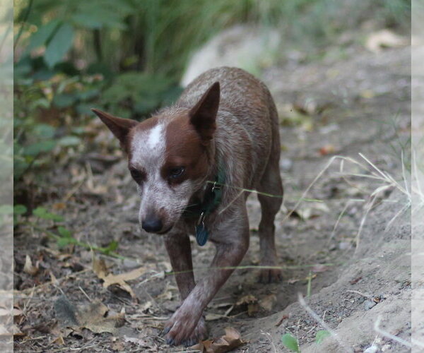 Medium Photo #2 Mutt Puppy For Sale in Paso Robles, CA, USA
