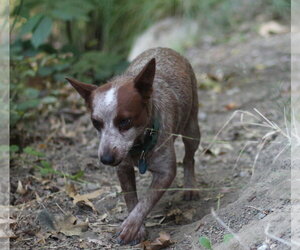 Frankie - Female Mutt Dog for Adoption - Photo #2