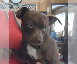 Miniature Pinscher-Unknown Mix Dogs for adoption in Lodi, CA, USA