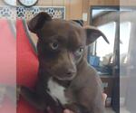 Small Miniature Pinscher Mix