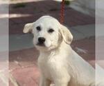 Small Great Pyrenees Mix