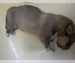 Small Photo #5 Australian Shepherd-Pembroke Welsh Corgi Mix Puppy For Sale in GALLEGOS, NM, USA