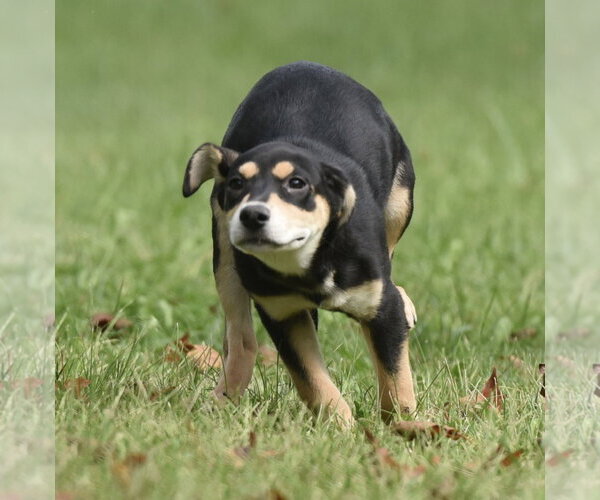 Medium Photo #12 Australian Shepherd-Unknown Mix Puppy For Sale in Mechanicsburg, PA, USA