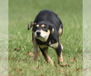 Tweeny - Female Australian Shepherd-Unknown Mix Dog for Adoption - Photo #12