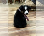 Small #2 Australian Shepherd