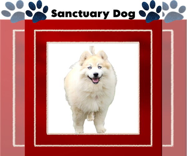 Medium Photo #3 Pomsky Puppy For Sale in Cuba, NY, USA