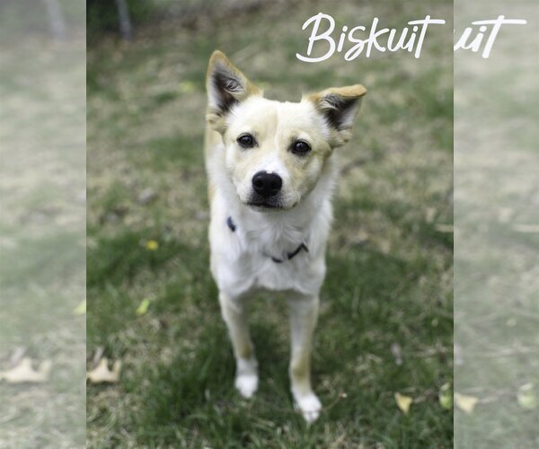 Medium Photo #2 Mutt Puppy For Sale in Topeka, KS, USA