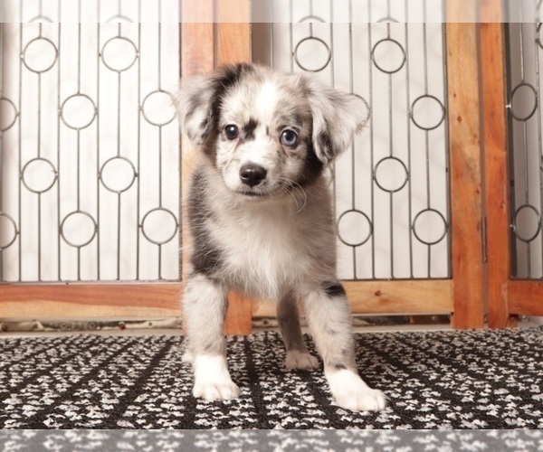 Medium Photo #1 Aussiedoodle Toy Puppy For Sale in NAPLES, FL, USA