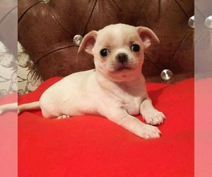 Chihuahua Puppy for sale in FIRESTONE PARK, CA, USA