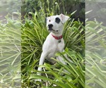 Small #2 American Pit Bull Terrier Mix