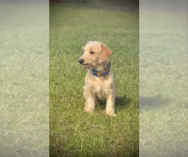 Medium Photo #11 Doxiepoo (Miniature) Puppy For Sale in OCALA, FL, USA