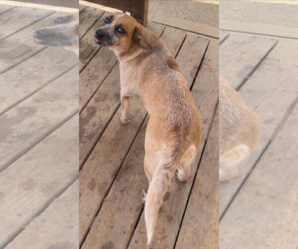Medium Photo #6 Mutt Puppy For Sale in Wetumpka, AL, USA