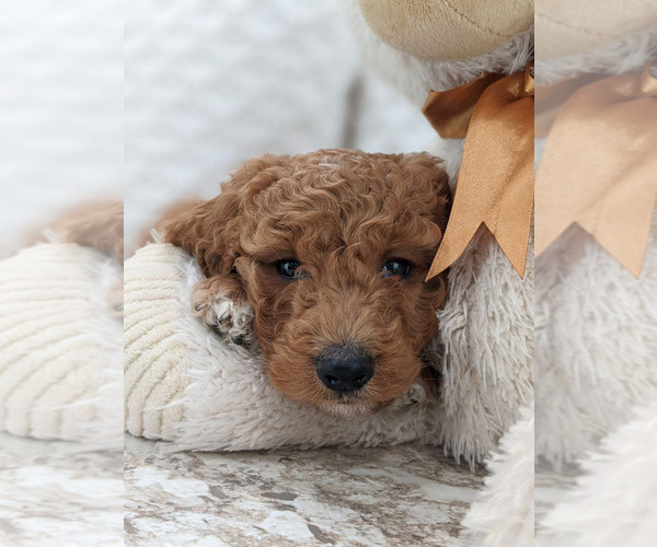 Medium Photo #3 Goldendoodle Puppy For Sale in NORTH LAWRENCE, OH, USA