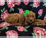 Small Photo #5 Cockapoo-Poodle (Miniature) Mix Puppy For Sale in LANCASTER, PA, USA