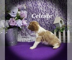 Small #9 Cavalier King Charles Spaniel
