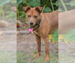 Small #2 Feist Terrier Mix