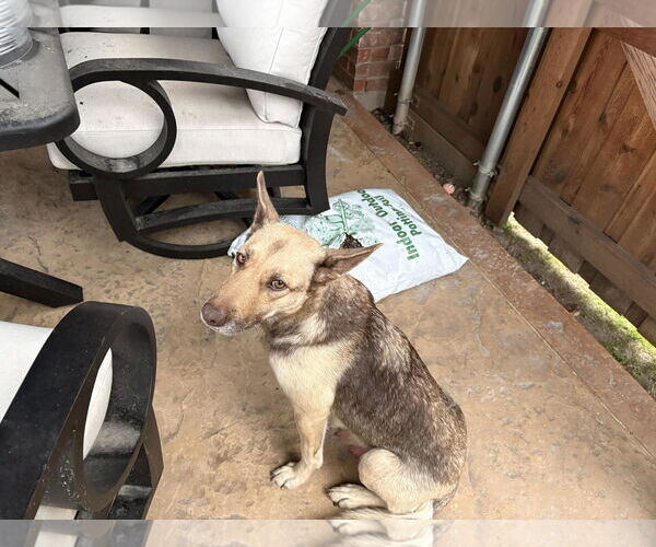 Medium Photo #1 Mutt Puppy For Sale in Rowlett, TX, USA