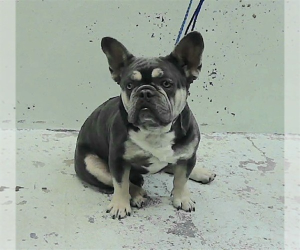Medium Photo #2 French Bulldog-Unknown Mix Puppy For Sale in Lakewood, CO, USA