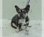 Small #1 French Bulldog Mix