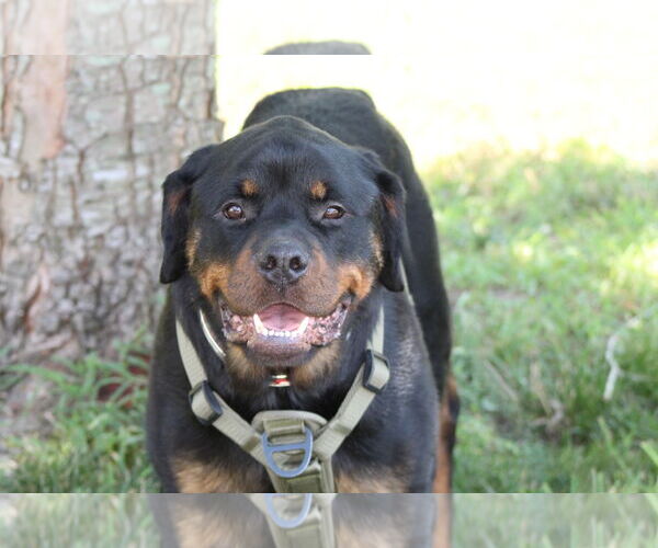 Medium Photo #3 Rottweiler Puppy For Sale in White Hall, AR, USA