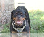 Small #2 Rottweiler