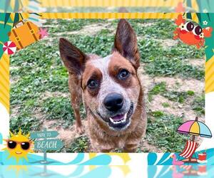 Australian Cattle Dog Dogs for adoption in Ojai, CA, USA