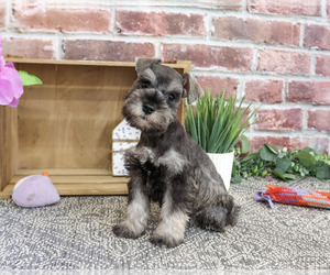 Schnauzer (Miniature) Puppy for sale in SYRACUSE, IN, USA