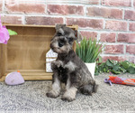 Small Schnauzer (Miniature)