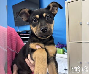 Mutt Dogs for adoption in Washington, DC, USA