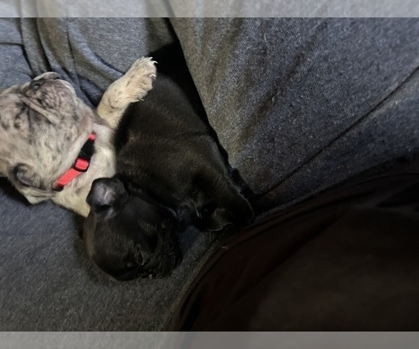 Medium Photo #9 Pug Puppy For Sale in BLOOMINGTON, IL, USA