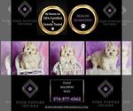 Small Photo #78 Maltipoo (Toy) Puppy For Sale in WARSAW, IN, USA