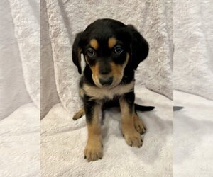 Golden Retriever Dogs for adoption in Menifee, CA, USA