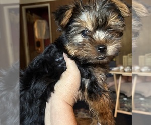 Yorkshire Terrier Puppy for sale in AUSTELL, GA, USA