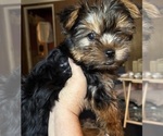 Small Yorkshire Terrier