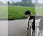 Small #7 Border Collie-Colonial Cocker Spaniel Mix